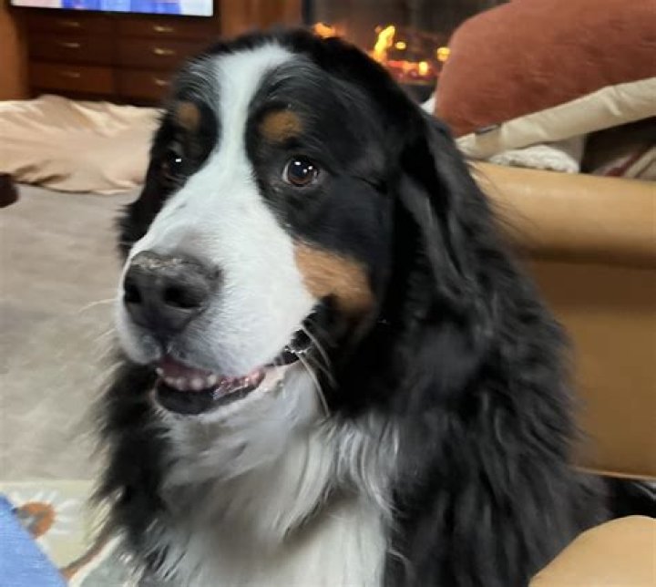 Unveiling The Enigma Of Berner Cancer: Discoveries And Insights