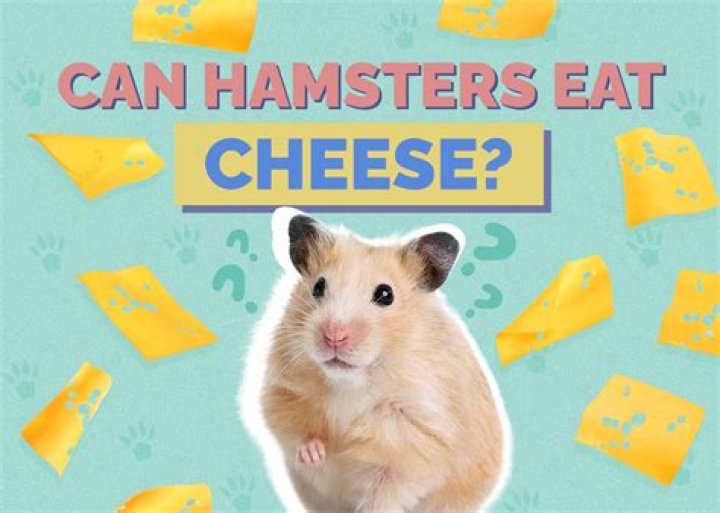 NovaVibe | Can hamster have nightmares?