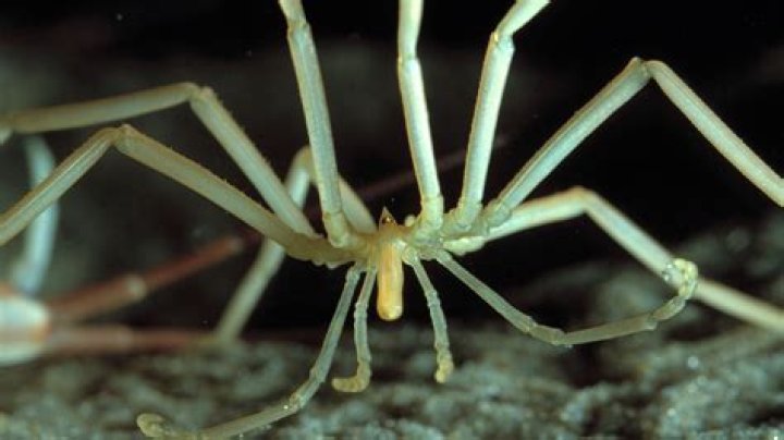Sea Spiders in South Africa: The Truth About These Creepy-Crawlies