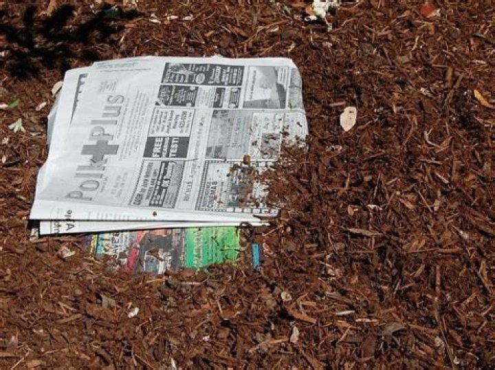 Should you put newspaper under mulch? |