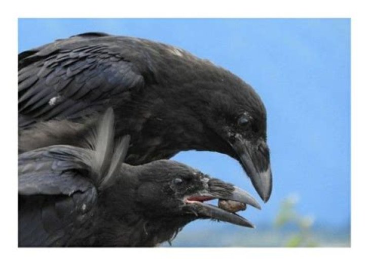 The frightening supernatural story of the Black bird of Chernobyl |