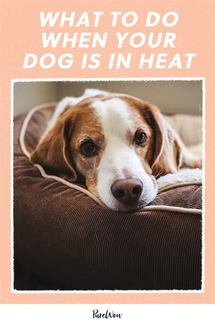 What age do Wolves go into heat? |