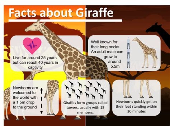 What are 3 interesting facts about giraffes?