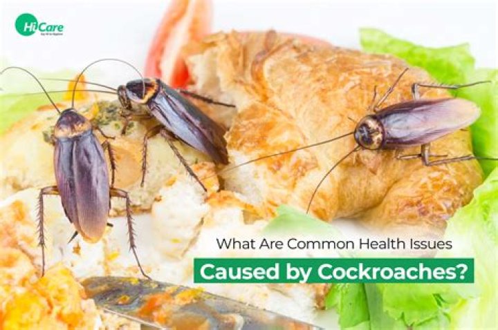 NovaVibe | What good are cockroaches?